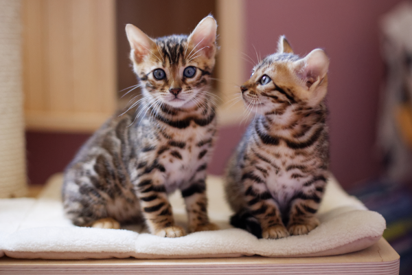 stérilisation chaton